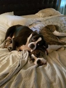 luv your pet My older girls . . . Millie & Maddie. Happy National LUV Your Pet Day!